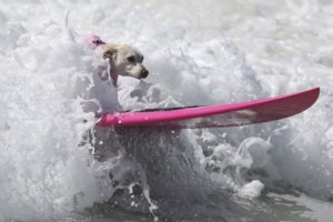 Dog Surfing